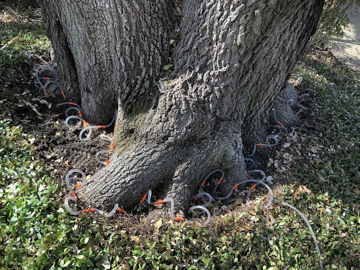 Detailed Tree Cabling and Bracing job site in New Woodstock