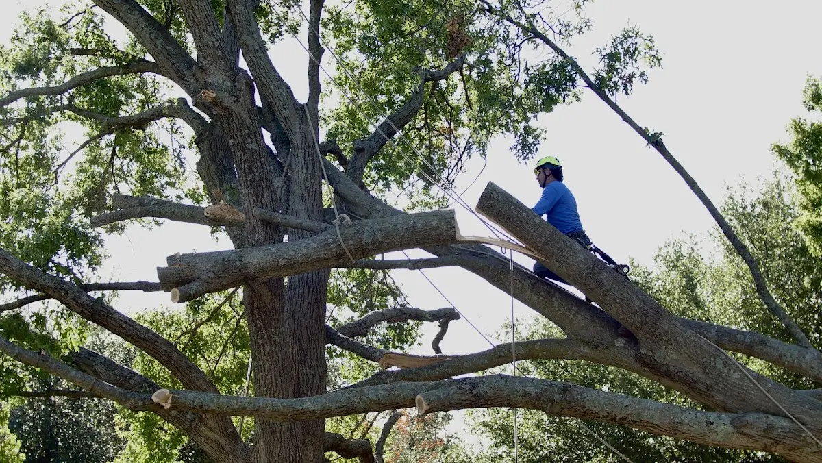 Professional Crown Thinning performed by certified arborists in New Woodstock