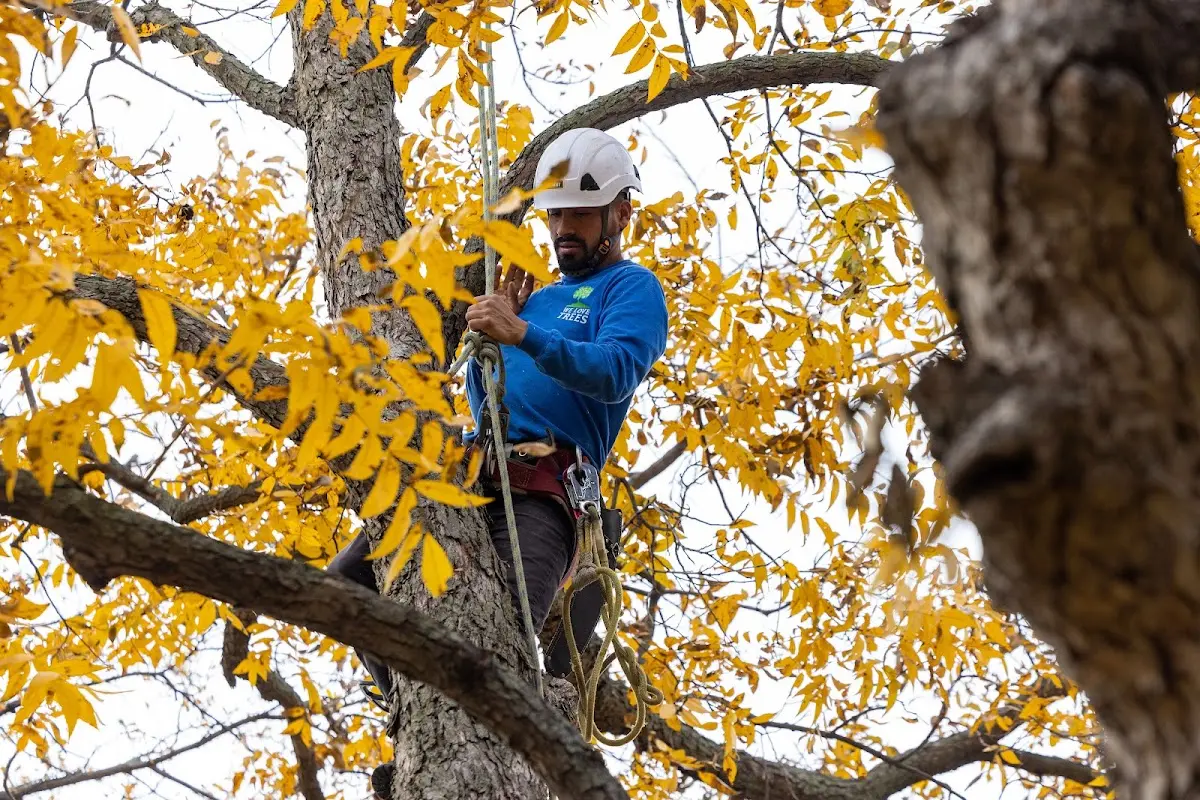Skilled Tree Pruning crew working in New Woodstock