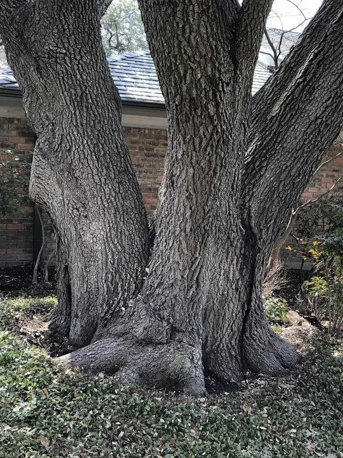 Mature heritage tree close to a New Woodstock property cared for by certified arborists